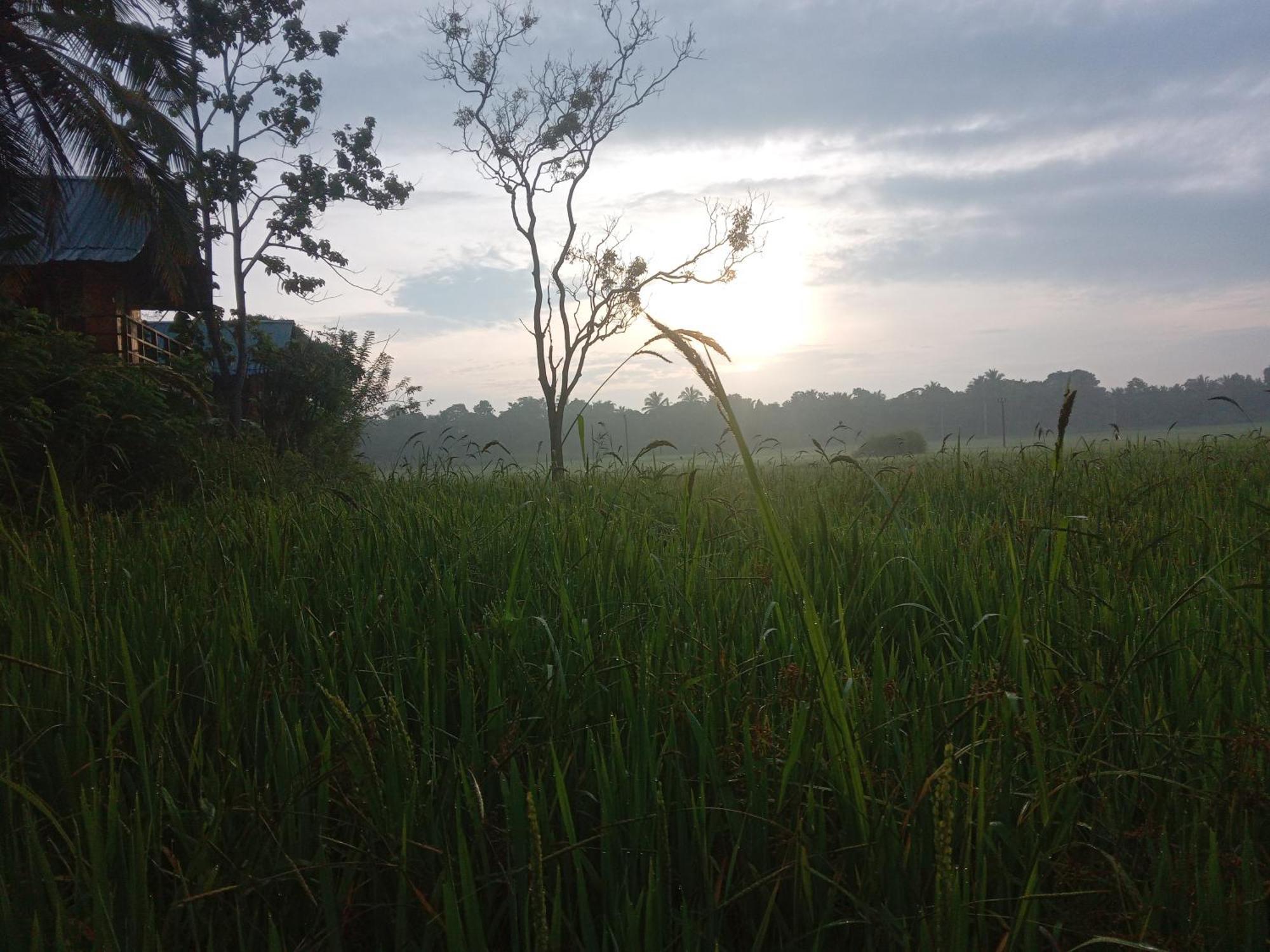 Sigiriya Paddy Field Hut Villa ห้อง รูปภาพ